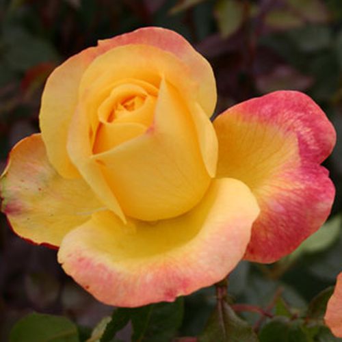 Rosa  Speelwark® - żółto - różowy  - Róże pienne - z kwiatami hybrydowo herbacianymi - korona równomiernie ukształtowana